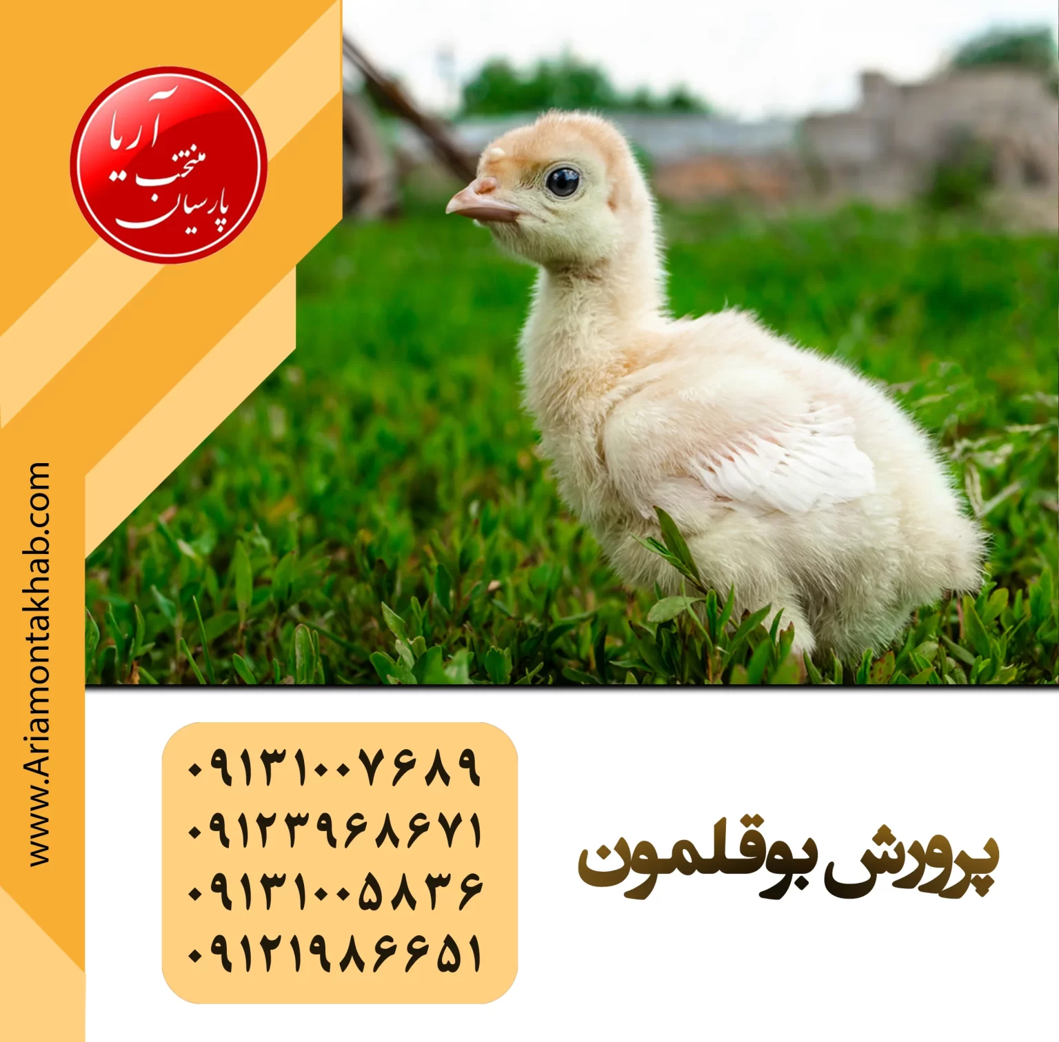 Offering various breeds of turkey with official license nationwide Arya Montakhab Parsian