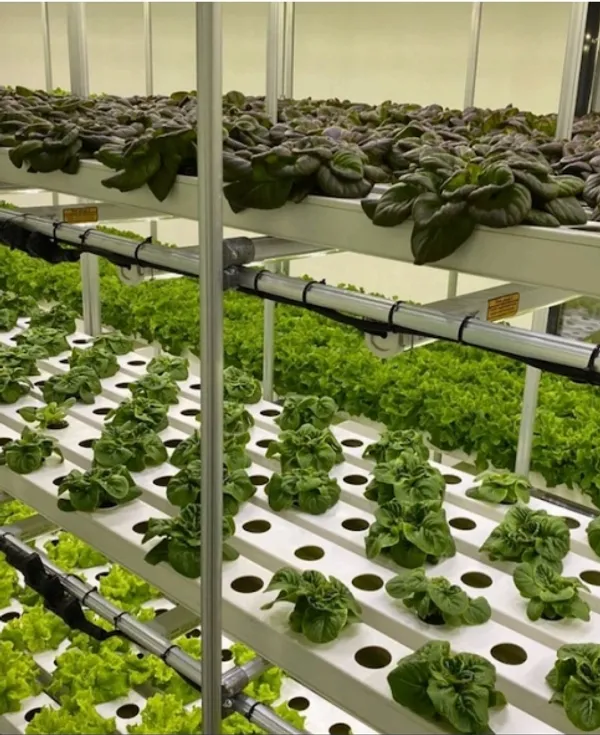 Plant Factory