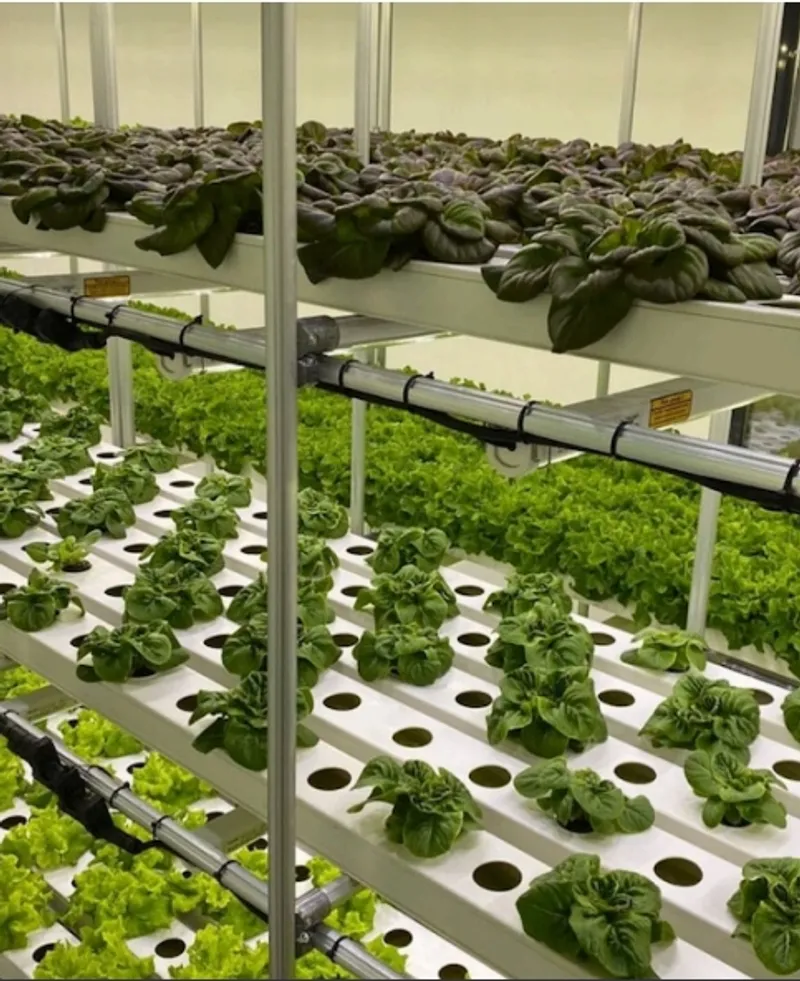 Plant Factory