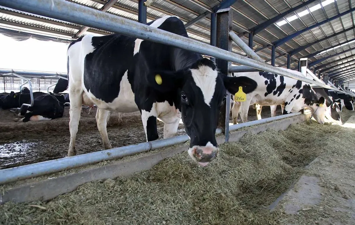 لبنیات بفرین | طعم اصیل، کیفیت ماندگار