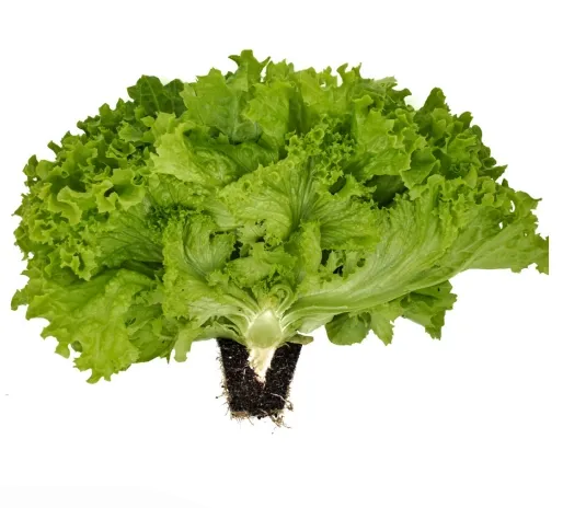 Açık Yeşil, Kıvırcık Yapraklı Marul