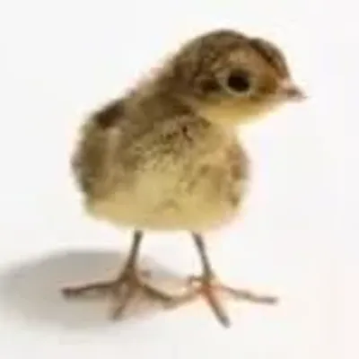 Pheasant Breeding: A Guide to Caring for and Selling Eggs and Chicks