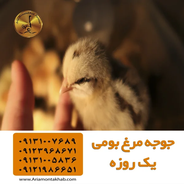 Guide to Buying Chicks for Poultry Farmers Arya Montakhab Parsian