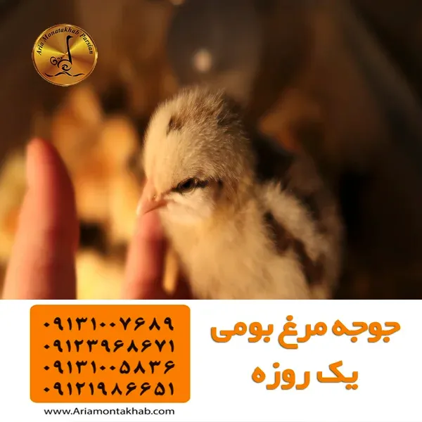 Руководство по покупке цыплят для птицеводов