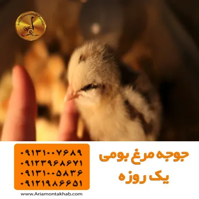 Guide to Buying Chicks for Poultry Farmers
