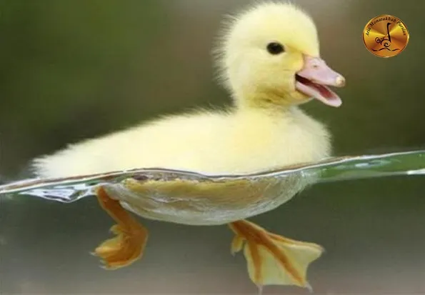 Important Tips for Raising Ducks and Choosing the Right Breed Arya Montakhab Parsian