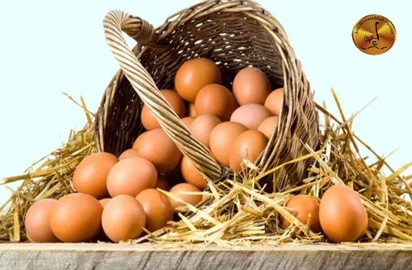 Wholesale Eggs | Direct and Reliable Purchase Arya Montakhab Parsian