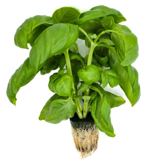 Mor Fesleğen (Purple Fesleen)