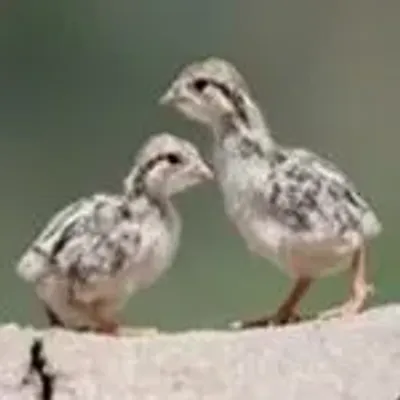 Two Main Methods for Starting Partridge Farming