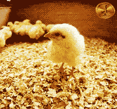 Продажа суточных цыплят в Тегеране: руководство по покупке и консультация