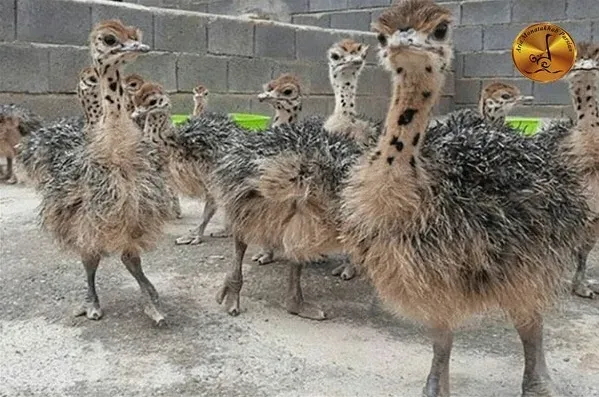 Советы по кормлению и покупке страусиных птенцов