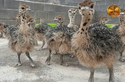 Tips on Feeding and Purchasing Ostrich Chicks